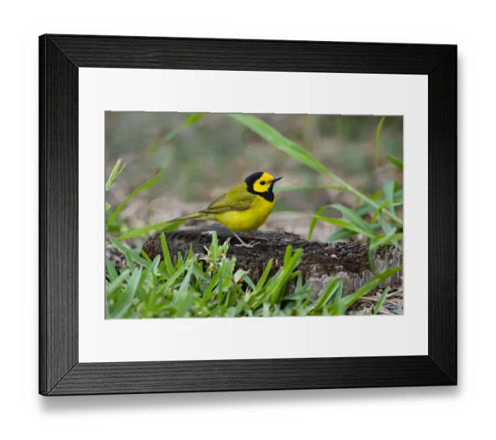 Framed Print : Hooded Warbler (Wilsonia citrina) perched Framed Print : Hooded Warbler (Wilsonia citrina) perched