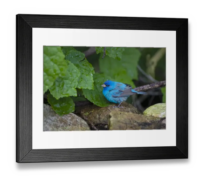 Framed Print : Indigo Bunting (Passerina cyanea) foraging male