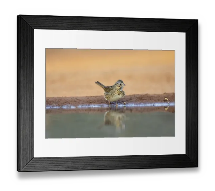 Framed Print : Lincolns Sparrow (Melospiza lincolnii) drinking Framed Print : Lincolns Sparrow (Melospiza lincolnii) drinking