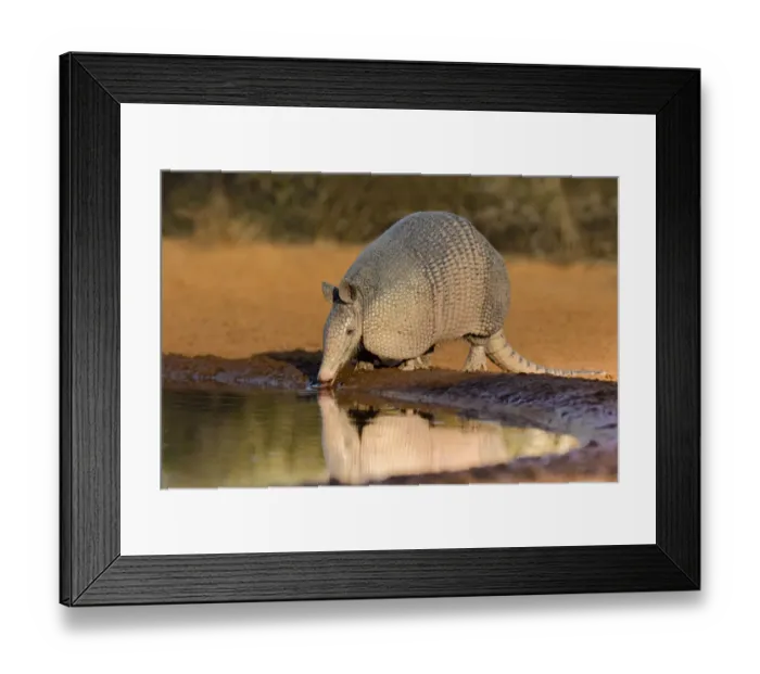 Framed Print : Nine-banded Armadillo (Dasypus novemcinctus) drinking Framed Print : Nine-banded Armadillo (Dasypus novemcinctus) drinking