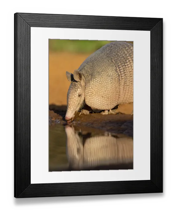 Framed Print : Nine-banded Armadillo (Dasypus novemcinctus) drinking Framed Print : Nine-banded Armadillo (Dasypus novemcinctus) drinking