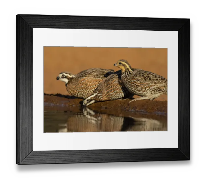 Framed Print : Northern Bobwhite (Colinus virginianus) drinking Framed Print : Northern Bobwhite (Colinus virginianus) drinking
