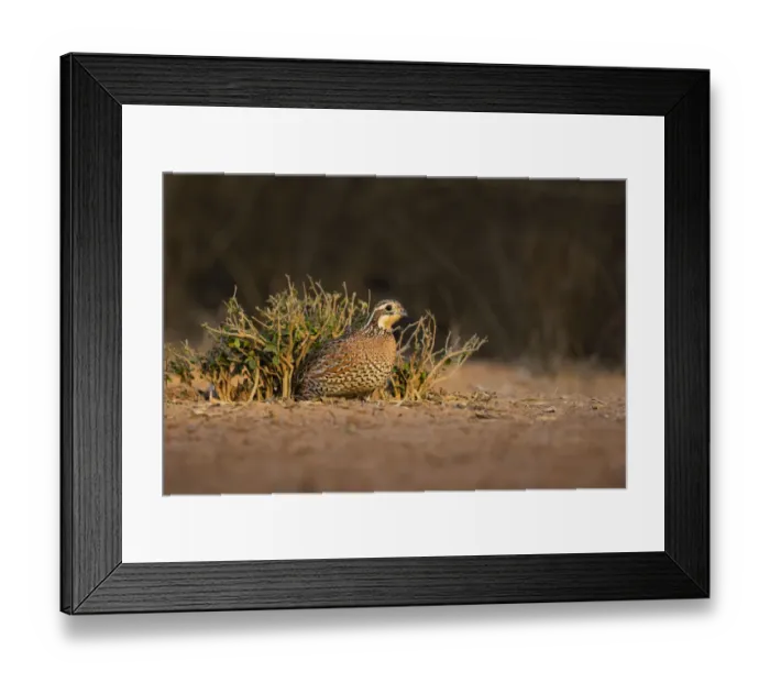 Framed Print : Northern Bobwhite (Colinus virginianus) female hiding