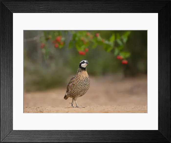 Framed Print : Northern Bobwhite (Colinus virginianus) feeding