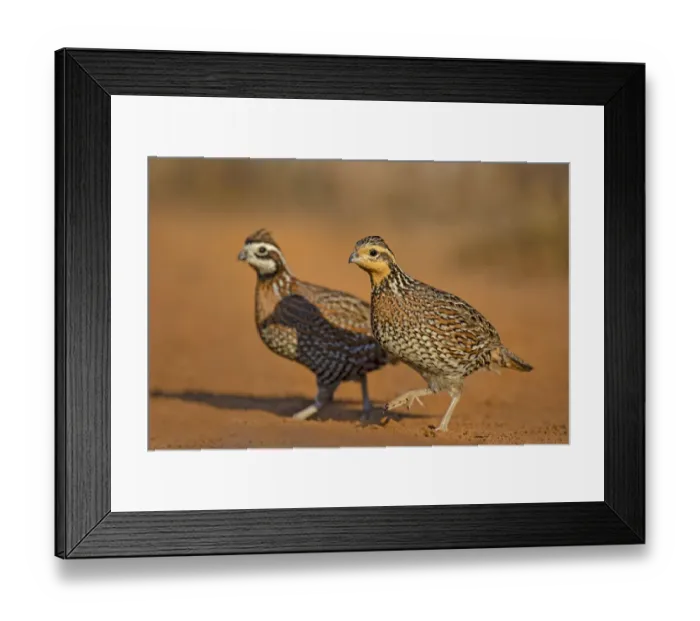 Framed Print : Northern Bobwhite (Colinus virginianus) pair Framed Print : Northern Bobwhite (Colinus virginianus) pair