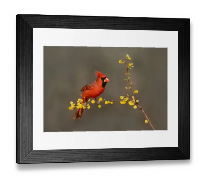 Framed Print : Northern Cardinal (Cardinalis cardinalis) perched Framed Print : Northern Cardinal (Cardinalis cardinalis) perched