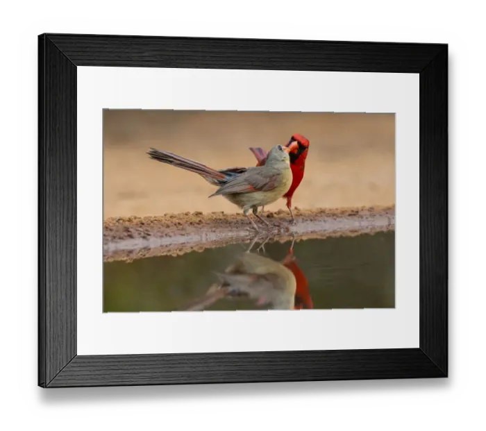 Framed Print : Northern Cardinals, Texas, USA