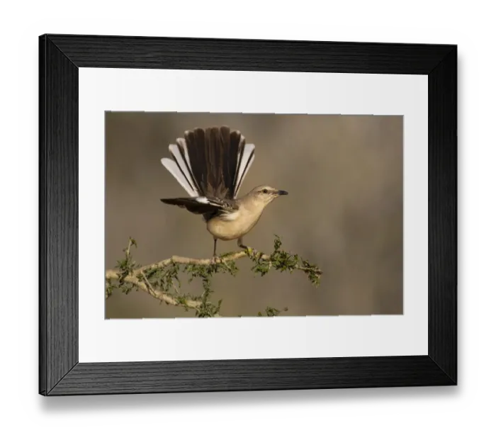 Framed Print : Northern Mockingbird (Mimus polyglottos) perched Framed Print : Northern Mockingbird (Mimus polyglottos) perched