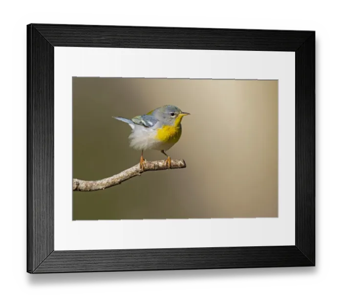 Framed Print : Northern Parula (Parula americana) perched Framed Print : Northern Parula (Parula americana) perched