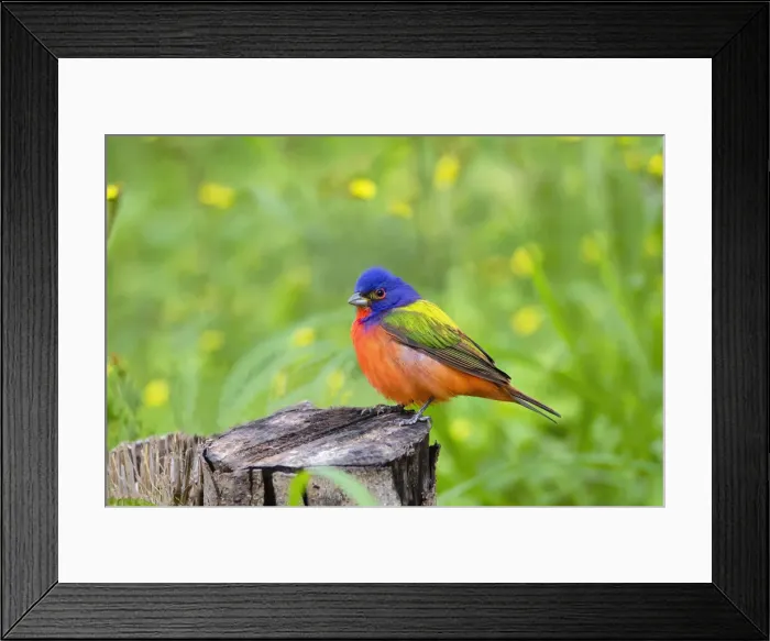 Framed Print : Painted Bunting (Passerina ciris) perched Framed Print : Painted Bunting (Passerina ciris) perched