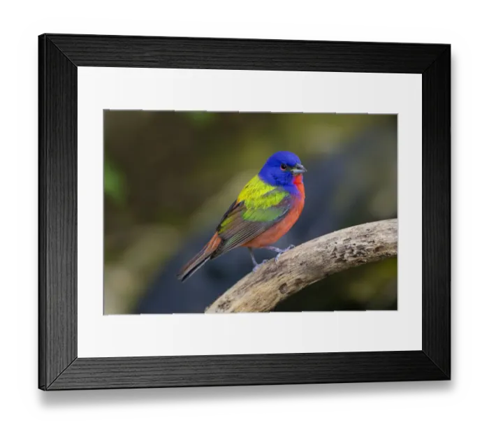 Framed Print : Painted Bunting (Passerina ciris) in spring Framed Print : Painted Bunting (Passerina ciris) in spring