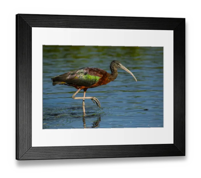 Framed Print : USA, Florida, Sarasota, Myakka River State Park, Glossy Ibis Framed Print : USA, Florida, Sarasota, Myakka River State Park, Glossy Ibis