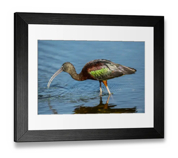 Framed Print : USA, Florida, Sarasota, Myakka River State Park, Glossy Ibis