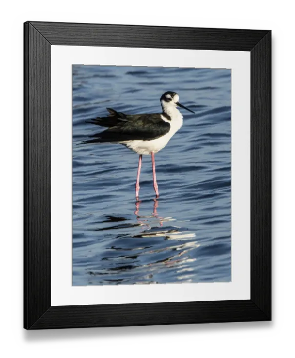 Framed Print : USA, Florida, Sarasota, Myakka River State Park, Black-necked Stilt Framed Print : USA, Florida, Sarasota, Myakka River State Park, Black-necked Stilt