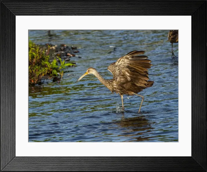 Framed Print : USA, Florida, Sarasota, Myakka River State Park, Wading Bird, Feeding. Limpkin Framed Print : USA, Florida, Sarasota, Myakka River State Park, Wading Bird, Feeding. Limpkin