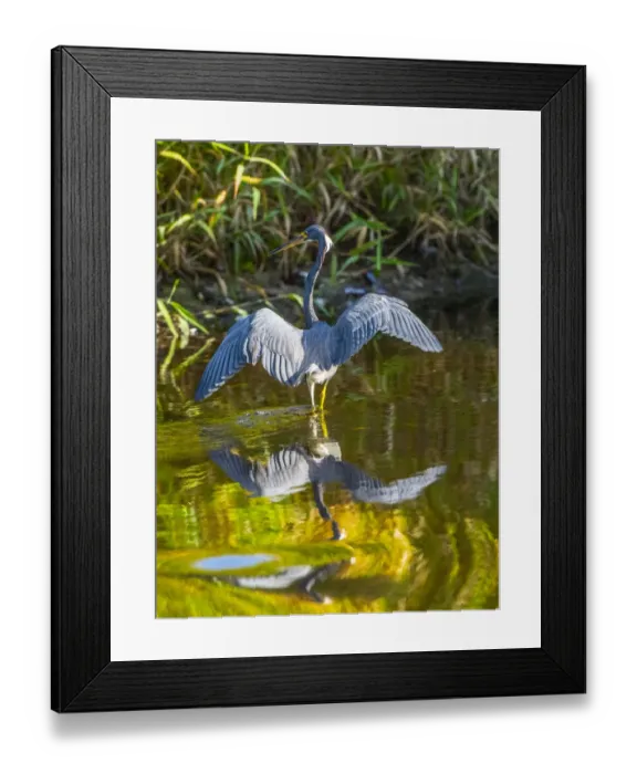 Framed Print : USA, Florida, Sarasota, Myakka River State Park, Tricolored Heron Framed Print : USA, Florida, Sarasota, Myakka River State Park, Tricolored Heron