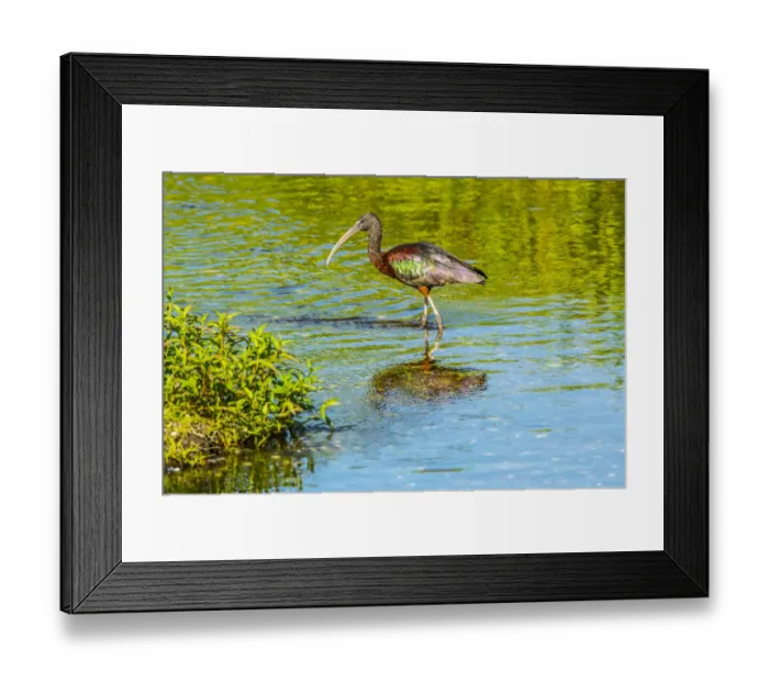 Framed Print : USA, Florida, Sarasota, Myakka River State Park, Wading Bird, Feeding, Glossy Ibis Framed Print : USA, Florida, Sarasota, Myakka River State Park, Wading Bird, Feeding, Glossy Ibis