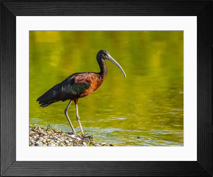 Framed Print : USA, Florida, Sarasota, Myakka River State Park, Glossy Ibis