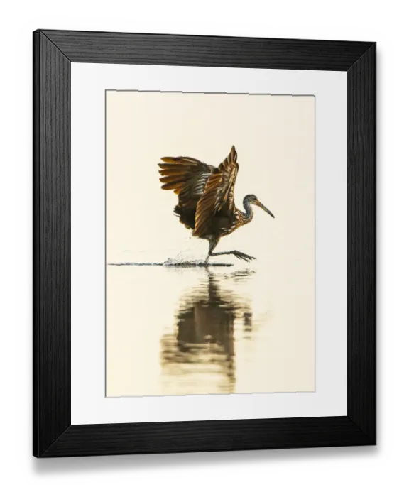 Framed Print : USA, Florida, Sarasota, Myakka River State Park, Wading Bird, Feeding, Limpkin Framed Print : USA, Florida, Sarasota, Myakka River State Park, Wading Bird, Feeding, Limpkin