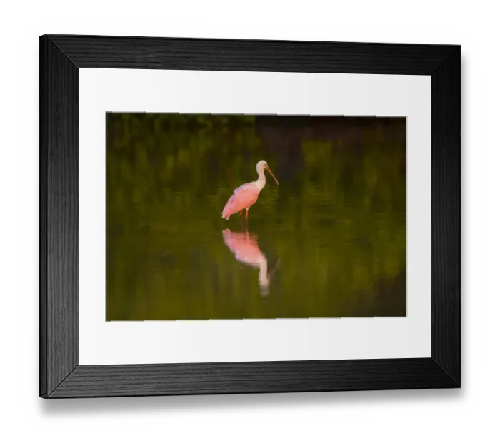 Framed Print : USA, Florida, Sarasota, Myakka River State Park, Wading Roseate Spoonbill