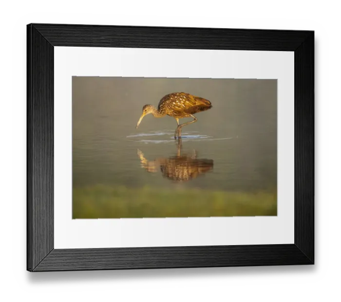 Framed Print : USA, Florida, Sarasota, Myakka River State Park, Wading Bird, Feeding, Limpkin