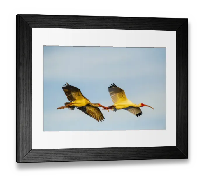 Framed Print : USA, Florida, Sarasota, Myakka River State Park, White Ibis flying Framed Print : USA, Florida, Sarasota, Myakka River State Park, White Ibis flying