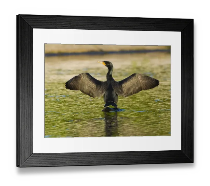 Framed Print : USA, Florida, Sarasota, Myakka River State Park, Double-crested Cormorant Framed Print : USA, Florida, Sarasota, Myakka River State Park, Double-crested Cormorant