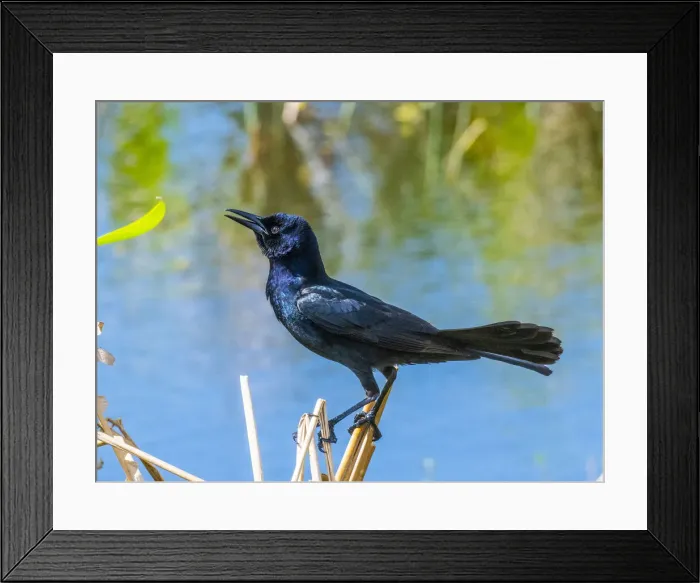 Framed Print : USA, Florida, Sarasota, Boat-tailed Grackle Framed Print : USA, Florida, Sarasota, Boat-tailed Grackle