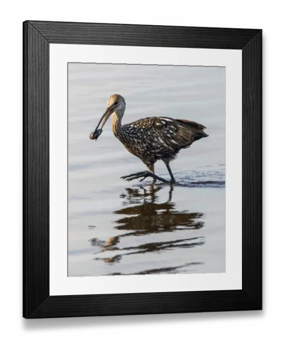 Framed Print : USA, Florida, Sarasota, Myakka River State Park, Limpkin Feeding on Apple Snail Framed Print : USA, Florida, Sarasota, Myakka River State Park, Limpkin Feeding on Apple Snail