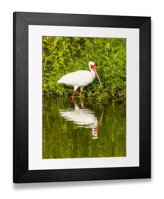 Framed Print : USA, Florida, Sarasota, Myakka River State Park, Wading Bird, Feeding, White Ibis Framed Print : USA, Florida, Sarasota, Myakka River State Park, Wading Bird, Feeding, White Ibis