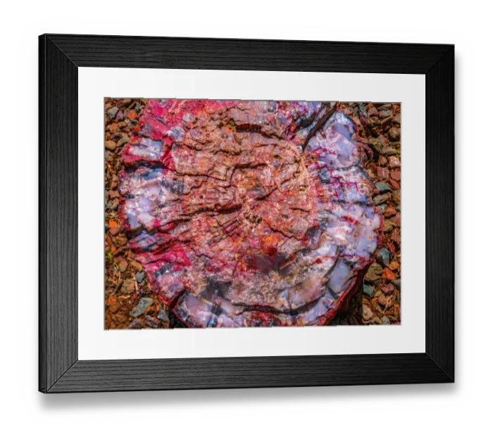 Framed Print : Red, blue, orange petrified wood, Visitor Center, Petrified Forest National Park, Arizona