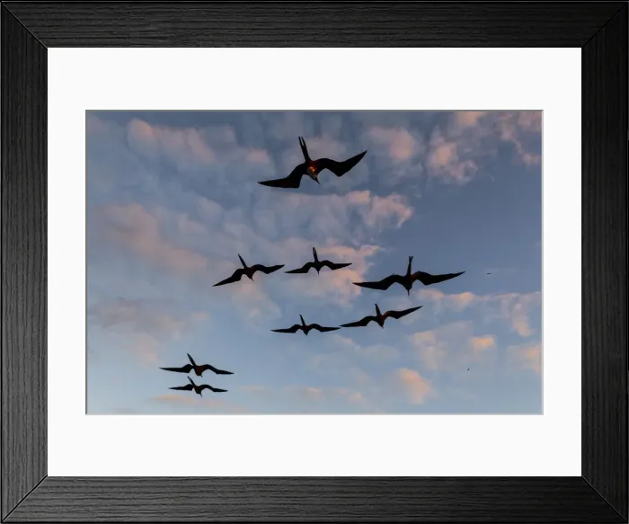 Framed Print : Great Frigate birds (Fregata minor ridgwayi), South Plaza Island, Galapagos islands Framed Print : Great Frigate birds (Fregata minor ridgwayi), South Plaza Island, Galapagos islands
