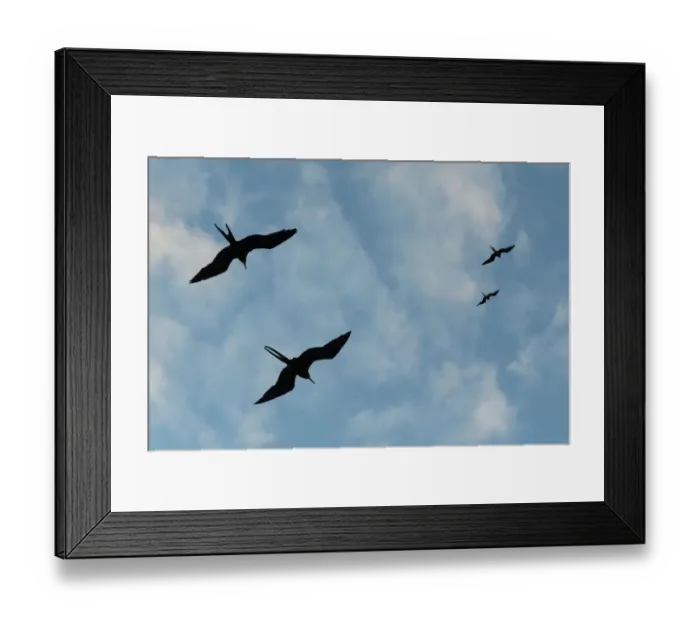 Framed Print : Great Frigate birds (Fregata minor ridgwayi), South Plaza Island, Galapagos islands
