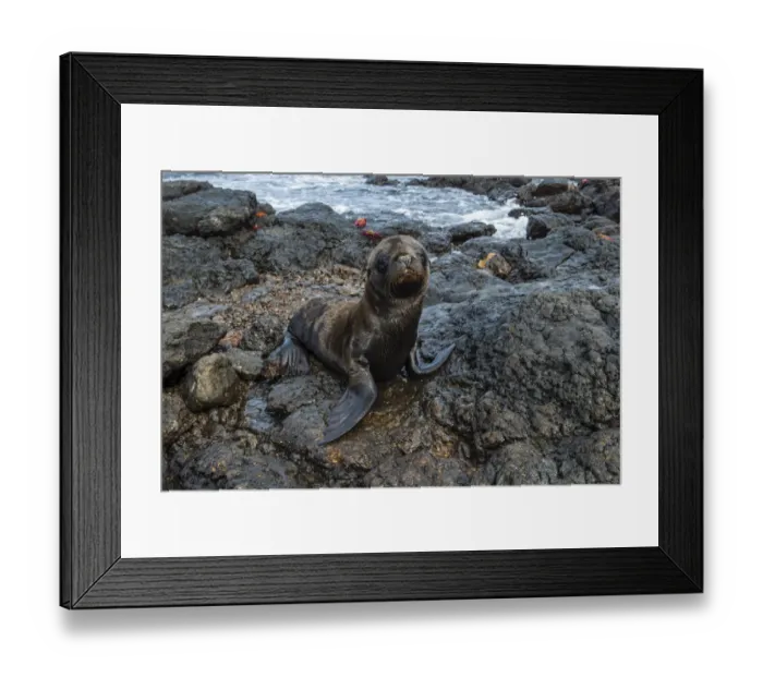 Framed Print : Galapagos Sea Lion (Zalophus californianus wollebaeki), South Plaza Island Framed Print : Galapagos Sea Lion (Zalophus californianus wollebaeki), South Plaza Island