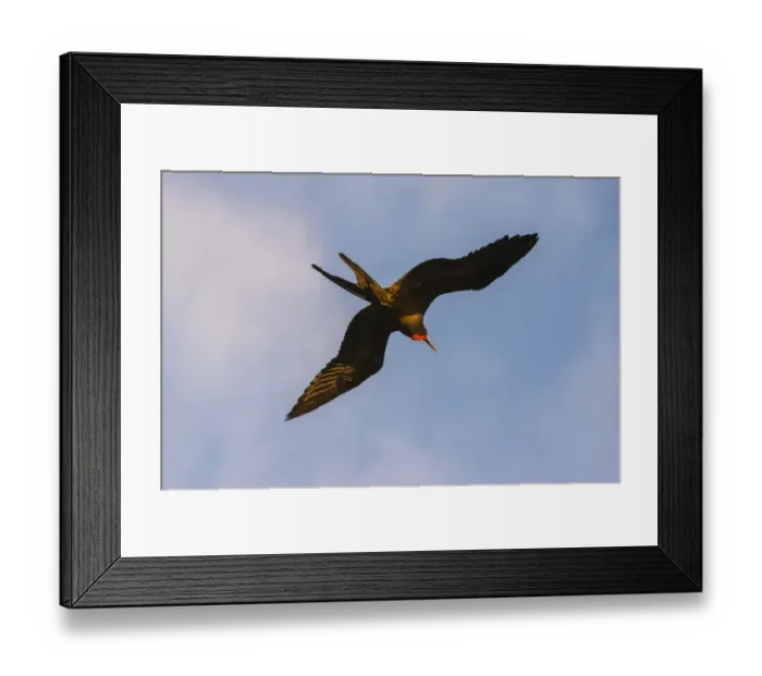 Framed Print : Great Frigate bird (Fregata minor ridgwayi), South Plaza Island, Galapagos islands Framed Print : Great Frigate bird (Fregata minor ridgwayi), South Plaza Island, Galapagos islands