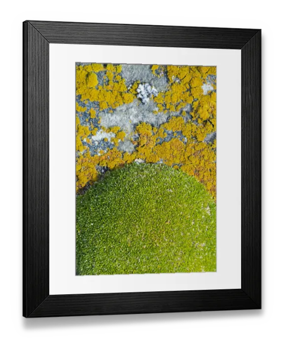 Framed Print : Moss and lichen, Saunders Island, Falkland Islands Framed Print : Moss and lichen, Saunders Island, Falkland Islands