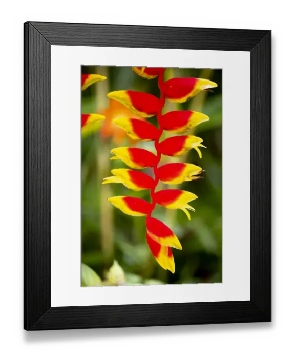 Framed Print : Belize, Central America. Orange and red parrots beak flower Framed Print : Belize, Central America. Orange and red parrots beak flower