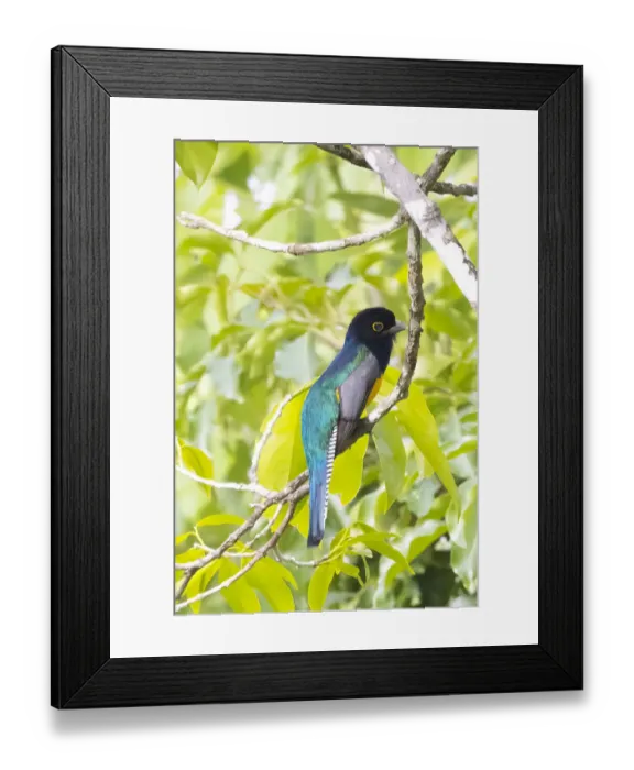 Framed Print : Belize, Central America. Gartered Trogon with iridescent bluish back Framed Print : Belize, Central America. Gartered Trogon with iridescent bluish back
