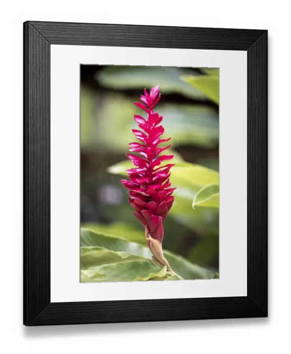 Framed Print : Belize, Central America. Red torch ginger flower