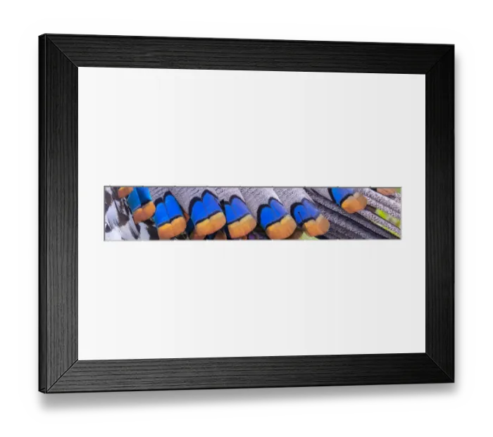 Framed Print : Belize, Central America. Colors of the ocellated turkeys Framed Print : Belize, Central America. Colors of the ocellated turkeys