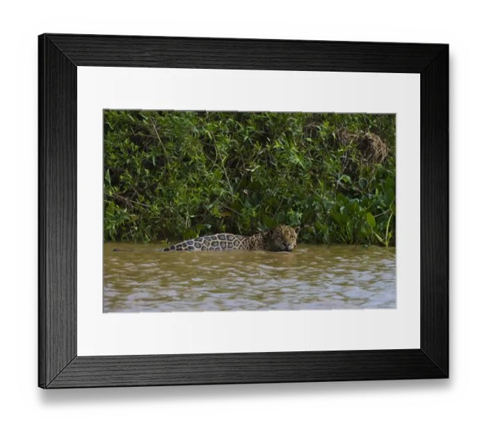 Framed Print : A jaguar, Panthera onca, in the river