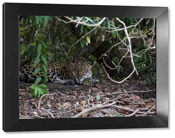 Jaguar, Pantanal, Mato Grosso, Brazil