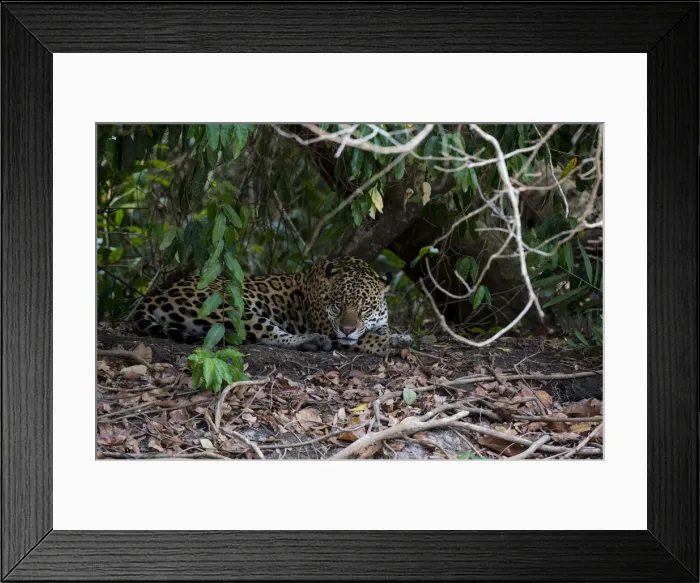 Framed Print : Jaguar, Pantanal, Mato Grosso, Brazil