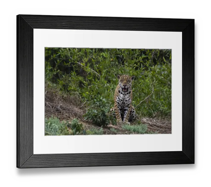 Framed Print : A jaguar, Panthera onca, standing