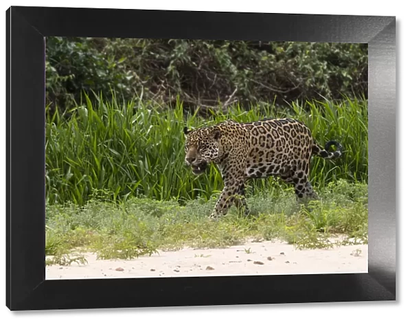 Jaguar, Pantanal, Mato Grosso, Brazil