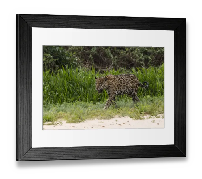 Framed Print : Jaguar, Pantanal, Mato Grosso, Brazil Framed Print : Jaguar, Pantanal, Mato Grosso, Brazil