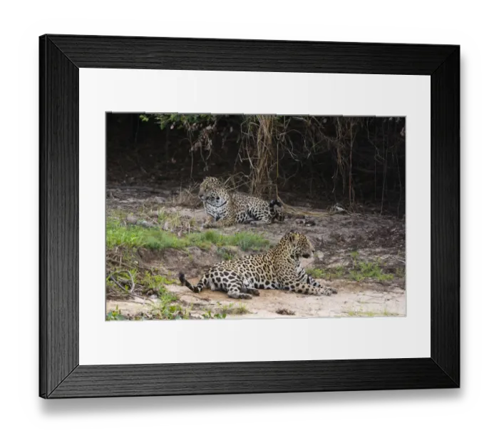 Framed Print : A pair of mating jaguars, Panthera onca, resting on the beach Framed Print : A pair of mating jaguars, Panthera onca, resting on the beach
