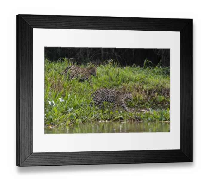 Framed Print : Jaguar, Pantanal, Mato Grosso, Brazil Framed Print : Jaguar, Pantanal, Mato Grosso, Brazil