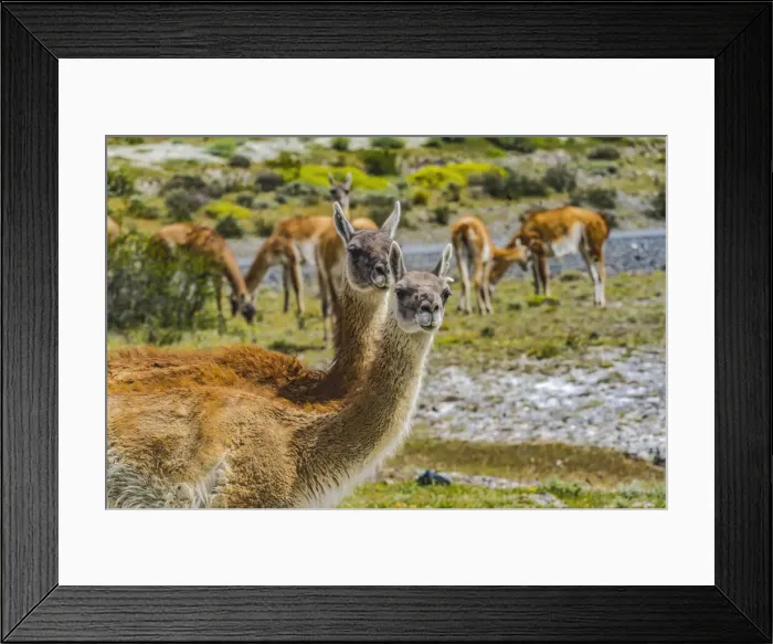 Framed Print : Guanacos wild lamas eating Salt, Atacama Salt Flats, Torres del Paine National Park