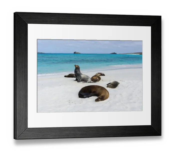 Framed Print : Galapagos Sea Lions (Zalophus californianus wollebaeki), Gardner Bay, Espanola Island Framed Print : Galapagos Sea Lions (Zalophus californianus wollebaeki), Gardner Bay, Espanola Island